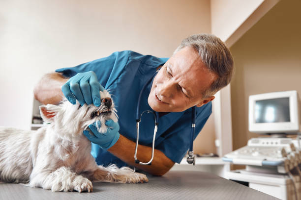 Best Tooth Infection Emergency Dentist  in Goldsboro, NC